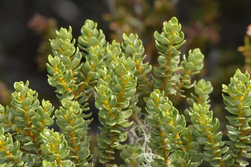Olearia nummulariifolia, photographed by Christopher Stephens