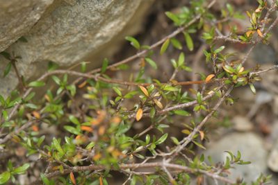 Coprosma cheesemanii, photographed by Christopher Stephens