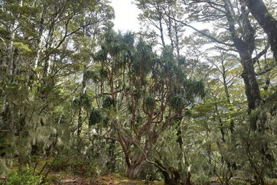 Dracophyllum traversii, photographed by Christopher Stephens