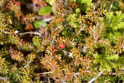 Androstoma empetrifolium, photographed by Christopher Stephens