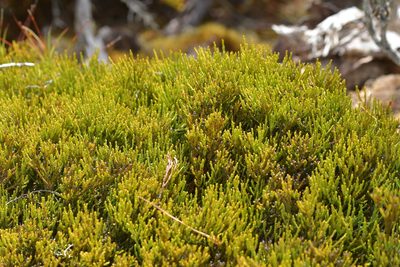Exocarpos bidwillii, photographed by Christopher Stephens