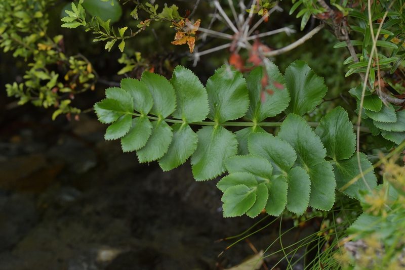 Gingidia montana, photographed by Christopher Stephens