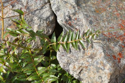 Coriaria sarmentosa, photographed by Christopher Stephens