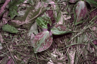 Trillium gracile, photographed by Michelle W. （鍾偉瑋）