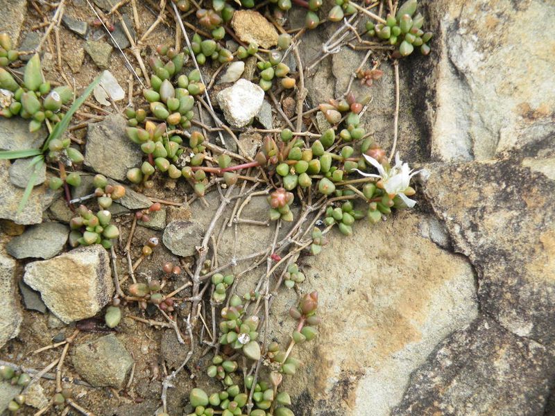 Delosperma subpetiolatum, photographed by Antoinette Eyssell Knox