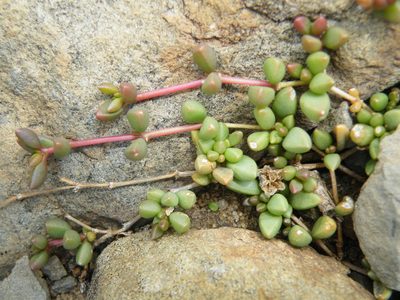 Delosperma subpetiolatum, photographed by Antoinette Eyssell Knox