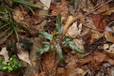 Sceptridium biternatum, photographed by Michelle W. （鍾偉瑋）