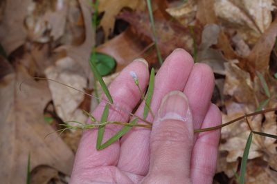 Vicia minutiflora, photographed by Michelle W. （鍾偉瑋）