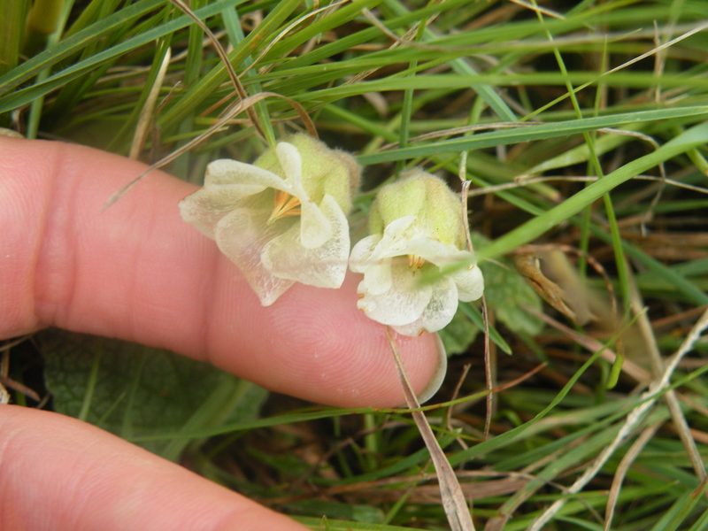 Hermannia geniculata, photographed by Antoinette Eyssell Knox
