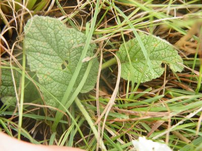 Hermannia geniculata, photographed by Antoinette Eyssell Knox