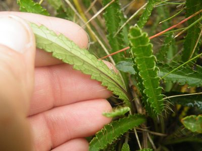 Alepidea serrata, photographed by Antoinette Eyssell Knox