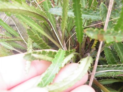 Alepidea serrata, photographed by Antoinette Eyssell Knox