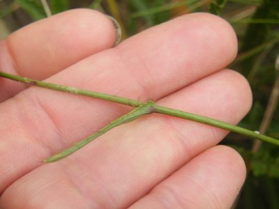 Alepidea serrata, photographed by Antoinette Eyssell Knox