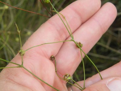 Alepidea serrata, photographed by Antoinette Eyssell Knox