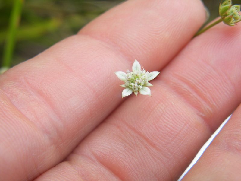Alepidea serrata, photographed by Antoinette Eyssell Knox