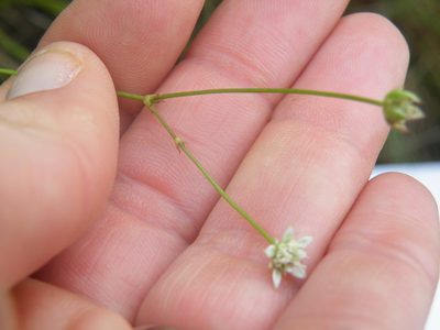 Alepidea serrata, photographed by Antoinette Eyssell Knox