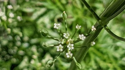 Cyclospermum leptophyllum, photographed by Joseph Aubert