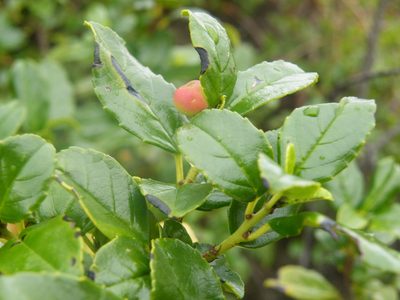 Rhamnus prinoides, photographed by Antoinette Eyssell Knox