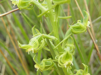 Habenaria mossii, photographed by Antoinette Eyssell Knox