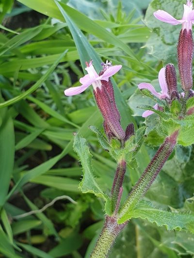 Silene fuscata, photographed by Mehdi Chetibi