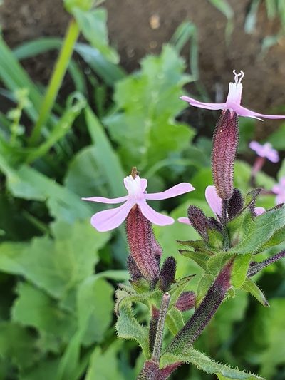 Silene fuscata, photographed by Mehdi Chetibi
