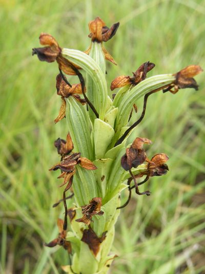 Habenaria epipactidea, photographed by Antoinette Eyssell Knox
