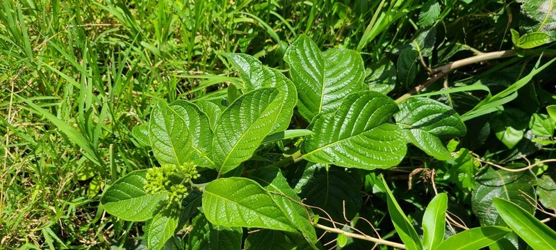 Heliotropium verdcourtii, photographed by ritirene