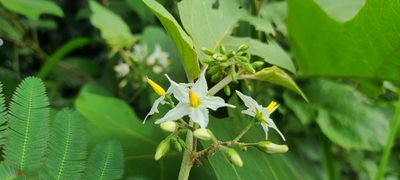 Solanum torvum, photographed by ritirene