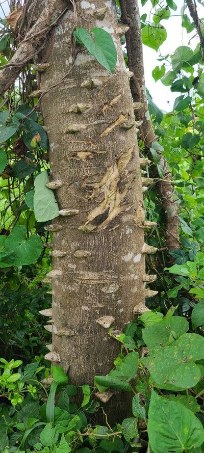 Zanthoxylum martinicense, photographed by ritirene