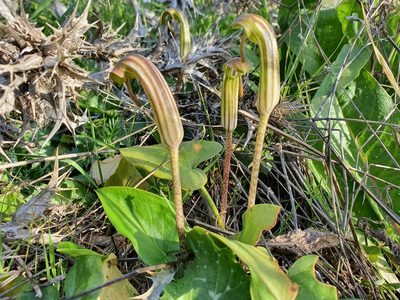Arisarum vulgare, photographed by Mehdi Chetibi