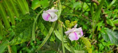 Leptospron adenanthum, photographed by ritirene