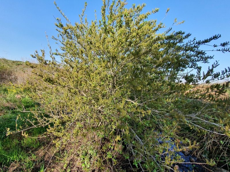 Salix pedicellata, photographed by Mehdi Chetibi
