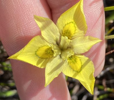 Moraea papilionacea, photographed by Dave U