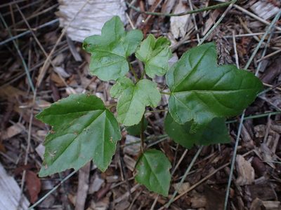 Parthenocissus tricuspidata, photographed by Saryu Mae 前 朝琉