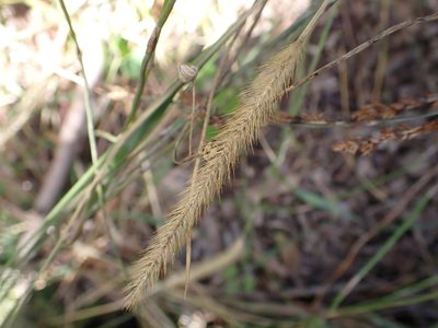 Setaria pumila, photographed by Saryu Mae 前 朝琉