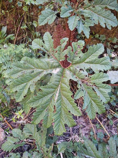 Gunnera talamancana, photographed by Jensyn Scott