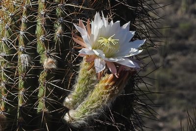 Leucostele terscheckii, photographed by Hugo Hulsberg