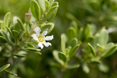 Pemphis acidula, photographed by Licheng Shih