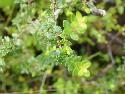 Agathosma ovata, photographed by Antoinette Eyssell Knox