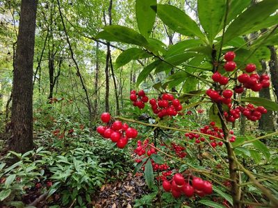 Ardisia crenata, photographed by Siddarth Machado
