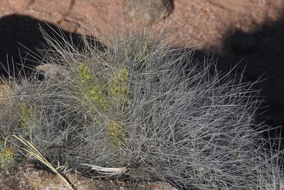 Tephrocactus weberi, photographed by Hugo Hulsberg