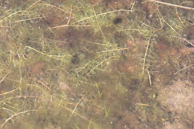 Utricularia striata, photographed by Lauren McLaurin