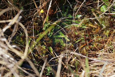 Sphagnum cyclophyllum, photographed by Lauren McLaurin