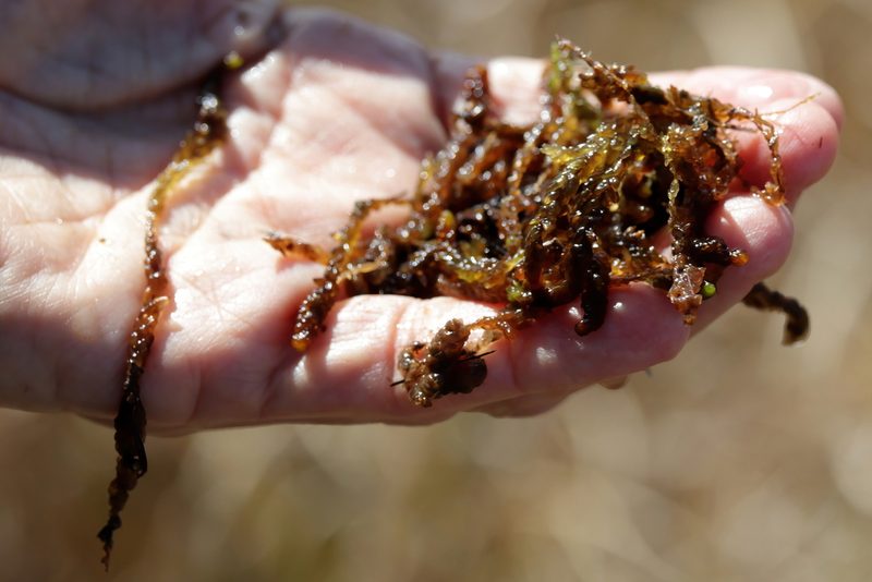 Sphagnum cyclophyllum, photographed by Lauren McLaurin