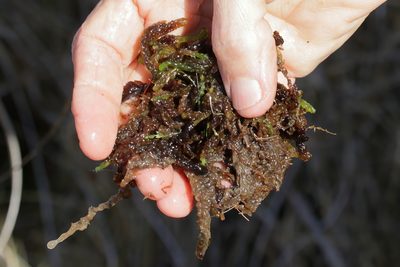 Sphagnum cyclophyllum, photographed by Lauren McLaurin