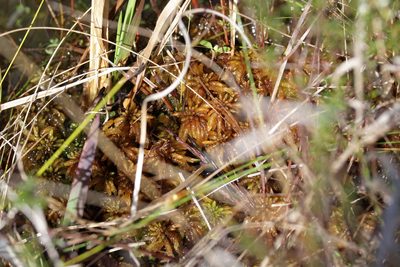 Sphagnum portoricense, photographed by Lauren McLaurin