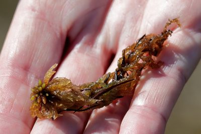 Sphagnum portoricense, photographed by Lauren McLaurin