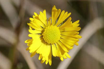Helenium vernale, photographed by Lauren McLaurin