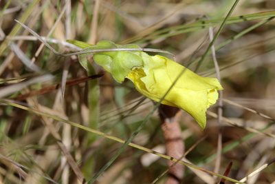 Pinguicula lutea, photographed by Lauren McLaurin