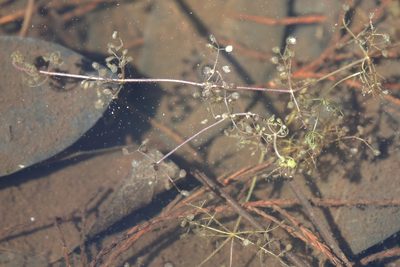 Utricularia purpurea, photographed by Lauren McLaurin